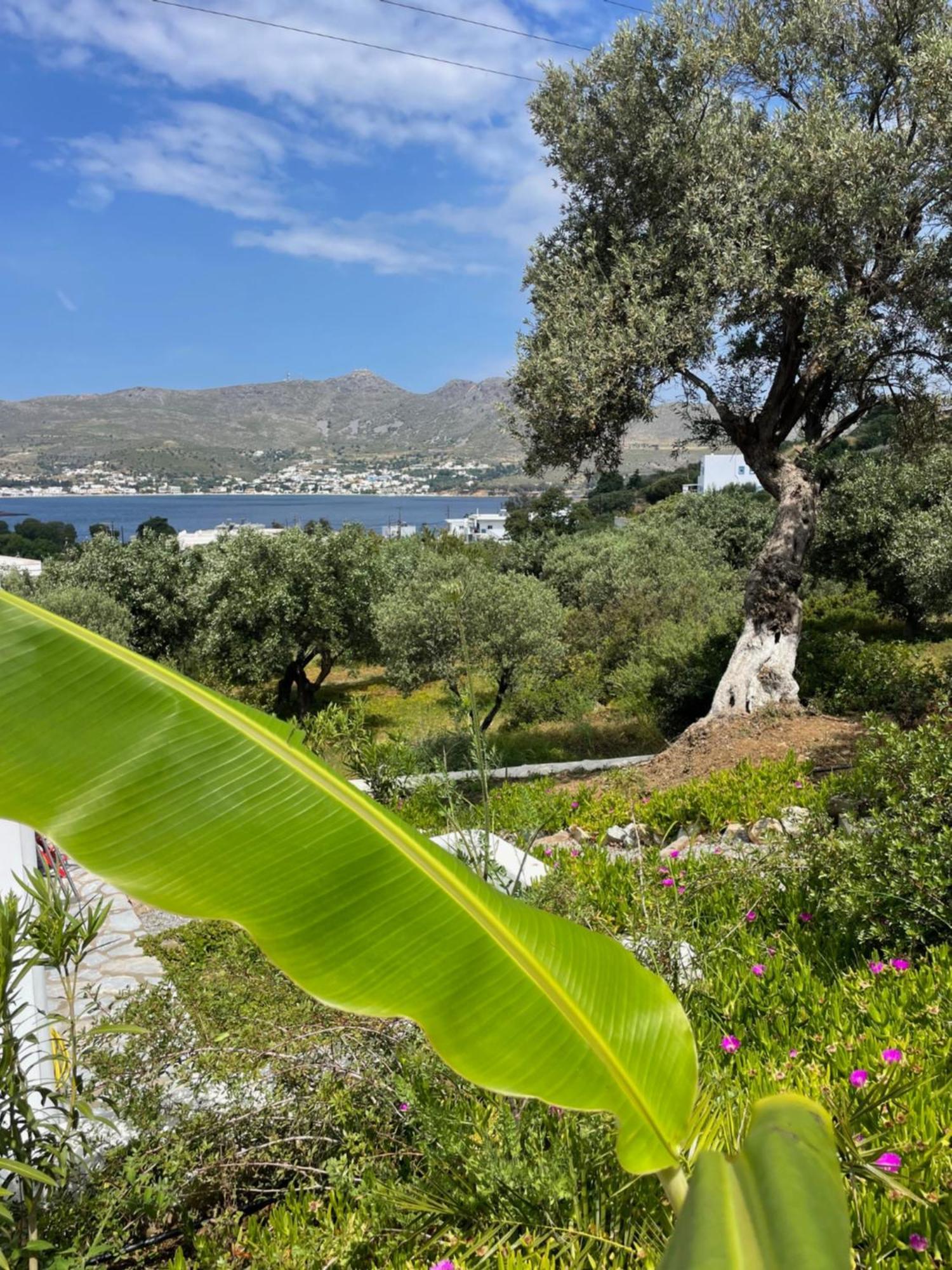 The Velanidies - Οι Βελανιδιές Agia Marina  Extérieur photo
